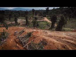 African oil palm cultivation in sarawak the products derived from the manufacturing of palm oil  palm pulp oil: Shocking New Video Shows Sarawak Natives Struggle Against Oil Palm Plantations Youtube