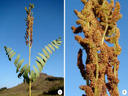 Image result for Osmundaceae