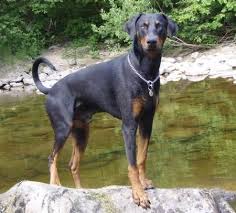 Black And Tan Doberman Puppies Frankie The Doberman Pinscher Doberman Pinscher Natural Ears Doberman Pinscher Dog Doberman Dogs