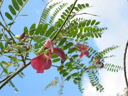 Image result for Craibia grandiflora