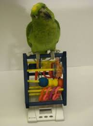 Weaning Growth Chart For Parrot Life Stages Parrot Care