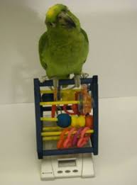 weaning growth chart for parrot life stages parrot care