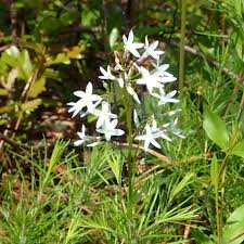 Image result for Neobolusia ciliata