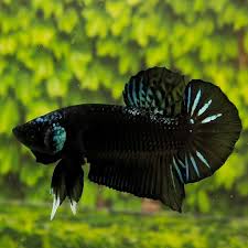 My newest betta, a black orchid crowntail. Super Black Orchid Halfmoon Plakat Betta Pre Order