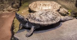 Cumberland Slider Trachemys Scripta Troostii All Turtles