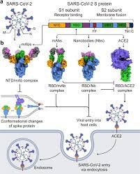 Tambah 6.594 kasus, hindari kerumunan. Sars Cov 2 Spike Protein A Key Target For Eliciting Persistent Neutralizing Antibodies Signal Transduction And Targeted Therapy