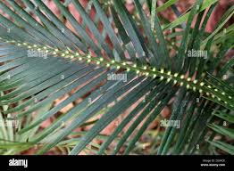 Image result for Macrozamia communis