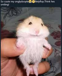 Screaming Hamster Tumblr Posts Tumbral Com