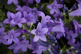 How To Grow Bellflower Gardening Bellflower Growing Campanula Campanula Flowers Indoor Flowering Plants Campanula