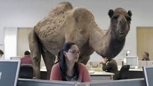 Camels can withstand variations in temperature. Geico Tv Commercial Camel On Hump Day Ispot Tv