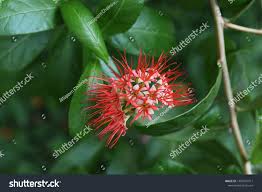 Image result for Combretum apiculatum