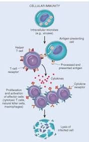 Cell Mediated Immune Response Steps Involved Biology Exams 4 U Immune Response T Cell Medical