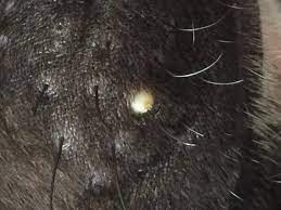 My 9 Week Old Puppy Has A Whitehead Spot Where Her Whisker Is Growing Petcoach