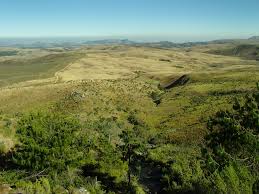 Image result for Moraea inyangani