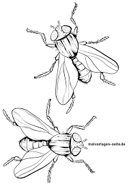 Maybe you would like to learn more about one of these? Tolle Malvorlage Fliege Insekten Kostenlose Ausmalbilder