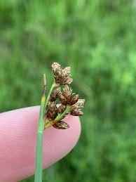 Image result for Schoenoplectus sp.no.3