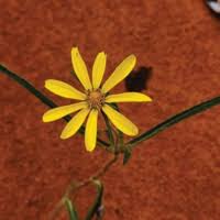 Image result for Aspilia rudis