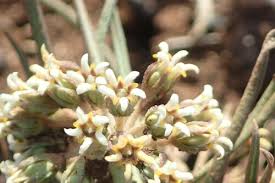 Image result for Stenostelma capense