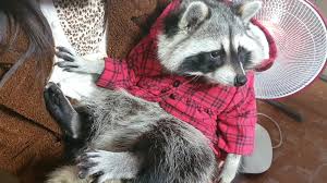 Check spelling or type a new query. Pet Raccoon Wearing A Hoodie Cuddles With His Owner