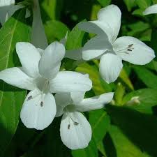 Image result for Barleria whytei
