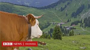 Seseorang yang membuat kebaikan atau bersusah payah, tetapi orang lain yang mendapat pujian. Saat Kelontong Sapi Jadi Sengketa Di Sebuah Desa Jerman Berlanjut Ke Pengadilan Bbc News Indonesia