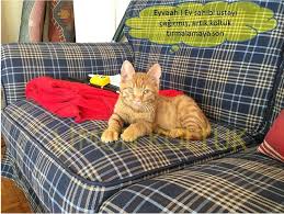 Kedi Kopek Tirmalamasina Dayanikli Kumas Limon Koltuk
