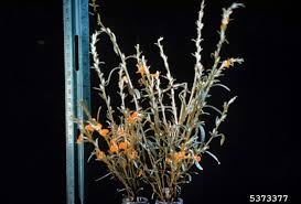 Image result for Striga asiatica