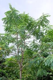 Image result for Sesbania sericea