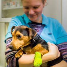 Vets near me allows you to find a veterinarian, veterinary, animal hospital, cat veterinary, equine veterinary, pet boarding, or pet grooming near you. English Animal Clinic And Veterinarian Near Me Dierenkliniek Ter Weerlaan