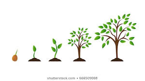 Tree Growth Images Stock Photos Vectors Shutterstock