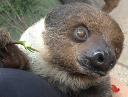 This card does not 'play' a tune. New Trending Gif On Giphy Happy Birthday Animals Funny Animals Animals