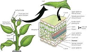 Check spelling or type a new query. 1 Location Of Stomata In Plant Leaf Taiz And Zeiger 2002 Stomata Download Scientific Diagram