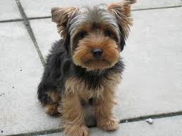 For these 4 months, they will learn (for the most part) how to use puppy pads or use the outdoors, depending on your preferences. How To Potty Train A Yorkshire Terrier