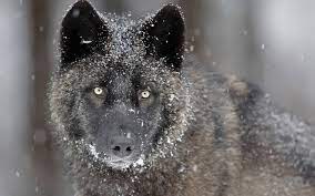 Auf das bild klicken, um die vollansicht zu betrachten. 70 Black Wolf Wallpaper On Wallpapersafari