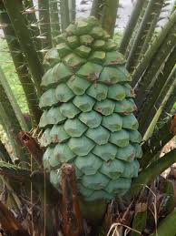 Image result for Encephalartos schmitzii