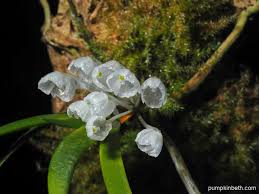 Image result for Podangis