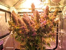 We did not find results for: Warum Ist Meine Autoflower So Klein Dutch Passion