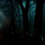 Nature’s Night Lights Hike