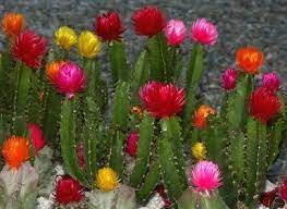 News and are in full bloom about midnight. When Do Cactus Flowers Bloom Hunker Blooming Cactus Cactus Flower Flower Bookey