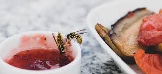 Erste Hilfe Bei Bienenstich Und Wespenstich