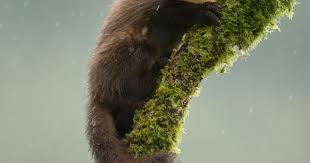 Pine Marten Pine Marten Animals Wild Pet Birds