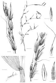 Image result for Microstegium fasciculatum