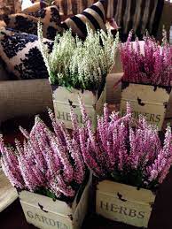 Elles sont en période de repos et ne doivent pas être fertilisées car elles n'ont pas la température trop élevée de nos habitations en hiver peut même affaiblir certains plants. Fleurs Pour Balcon 7 Fleurs D Hiver En Pot A Cultiver Au Balcon Fleurs Balcon Fleur Hiver Jardinieres D Hiver