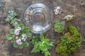 Hardy only in zones 9 through 11, tillandsia stricta, or air plant, is more likely to live in your terrarium than most outdoor gardens. Top Terrarium Plants Choosing The Best Plants For Your Terrarium Hgtv