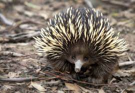 Hier sind 10 andere tiere, die in australien gefunden werden können. Tiere Australien Besonderheiten Einer Einzigartigen Fauna
