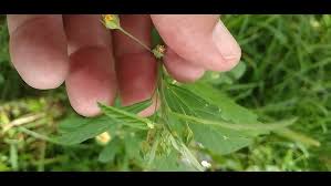 Image result for Sida dregei