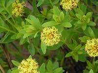 Image result for Gnidia chrysantha