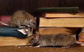 Jan 14, 2020 · steps to using black pepper for getting rid of rats 1. How To Get Rid Of Rats In Your Home Fast A Complete Guide 2021