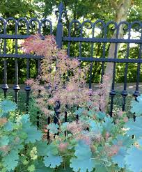 Image result for Macleaya cordata