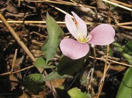 Image result for Canscora alata